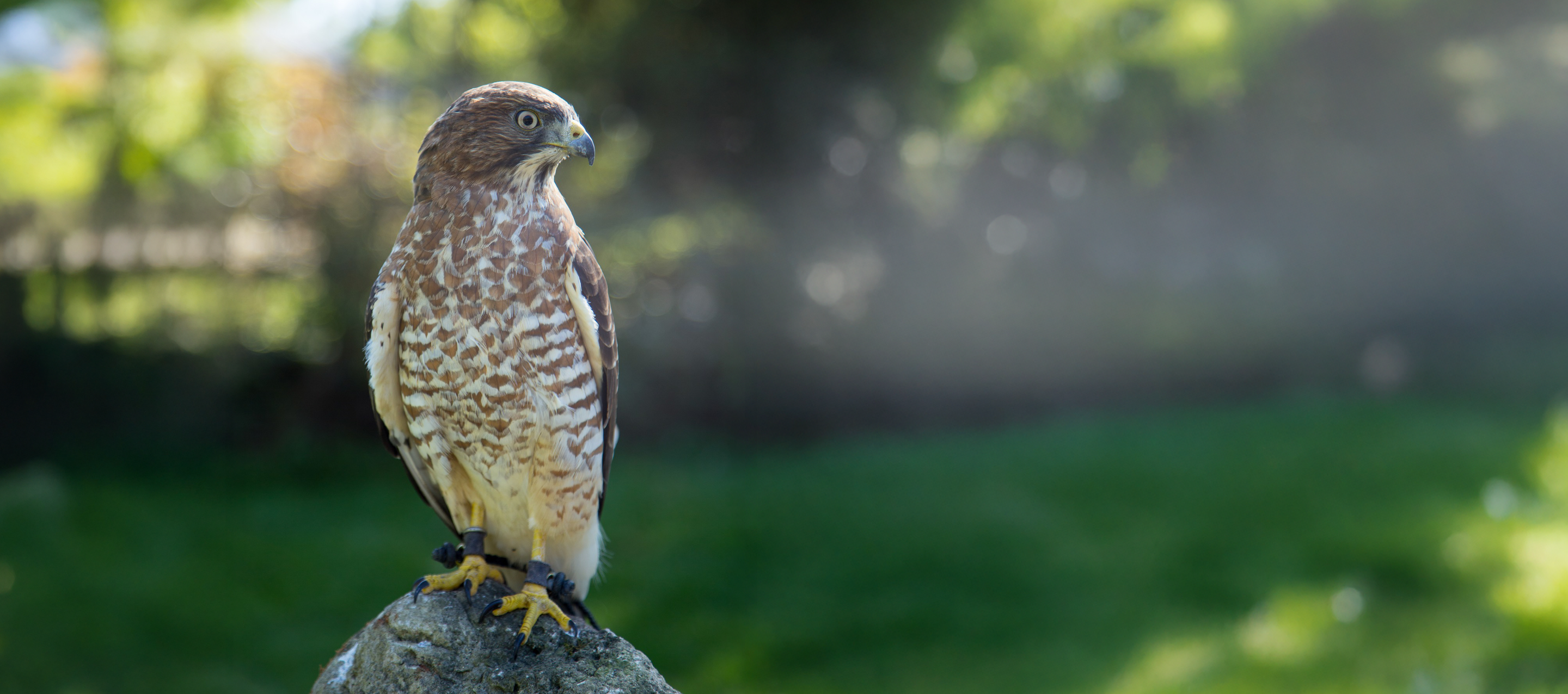 PD Day: Birds of Prey with Mountsberg Conservation